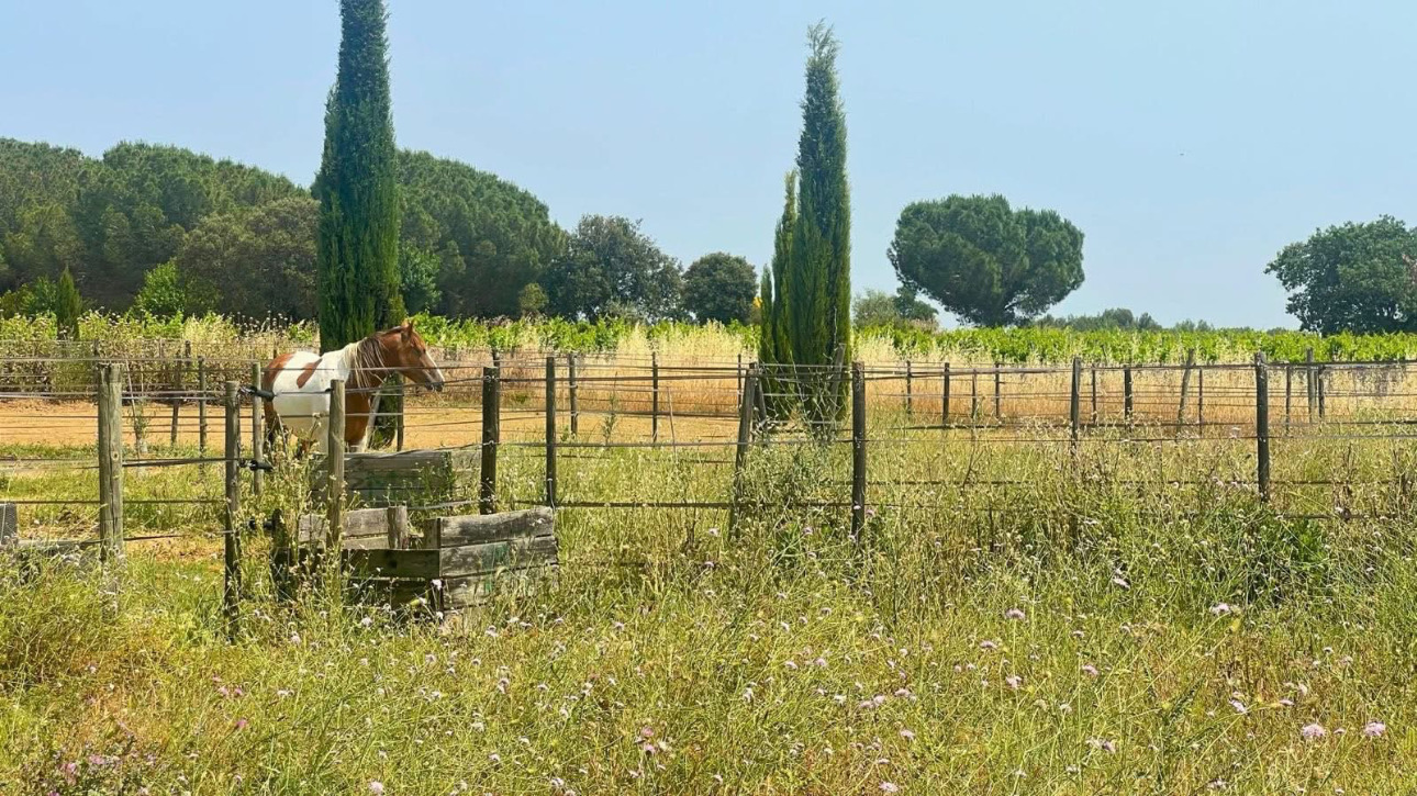 Photos 4 - Équestre - Charmante propriété équestre de 3,5 hectares