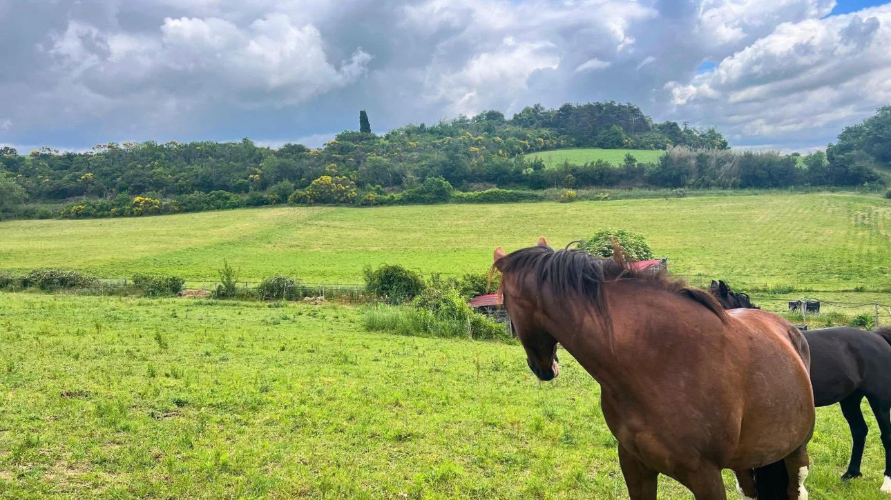 Photos 10 - Équestre - Propriété équestre de 6,3 hectares au coeur de l'Aude
