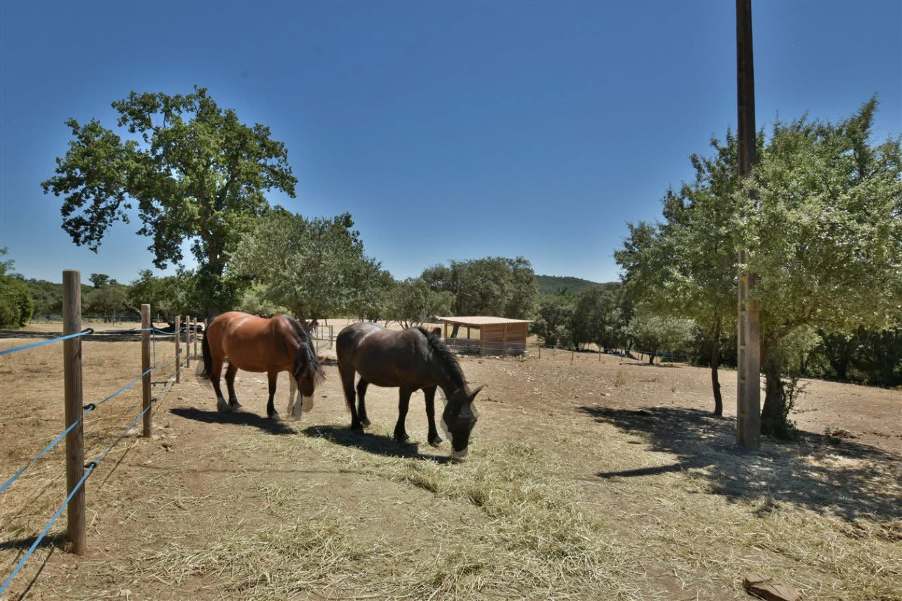 Photos 17 - Équestre - Charmante propriété équestre de 3 hectares (30)