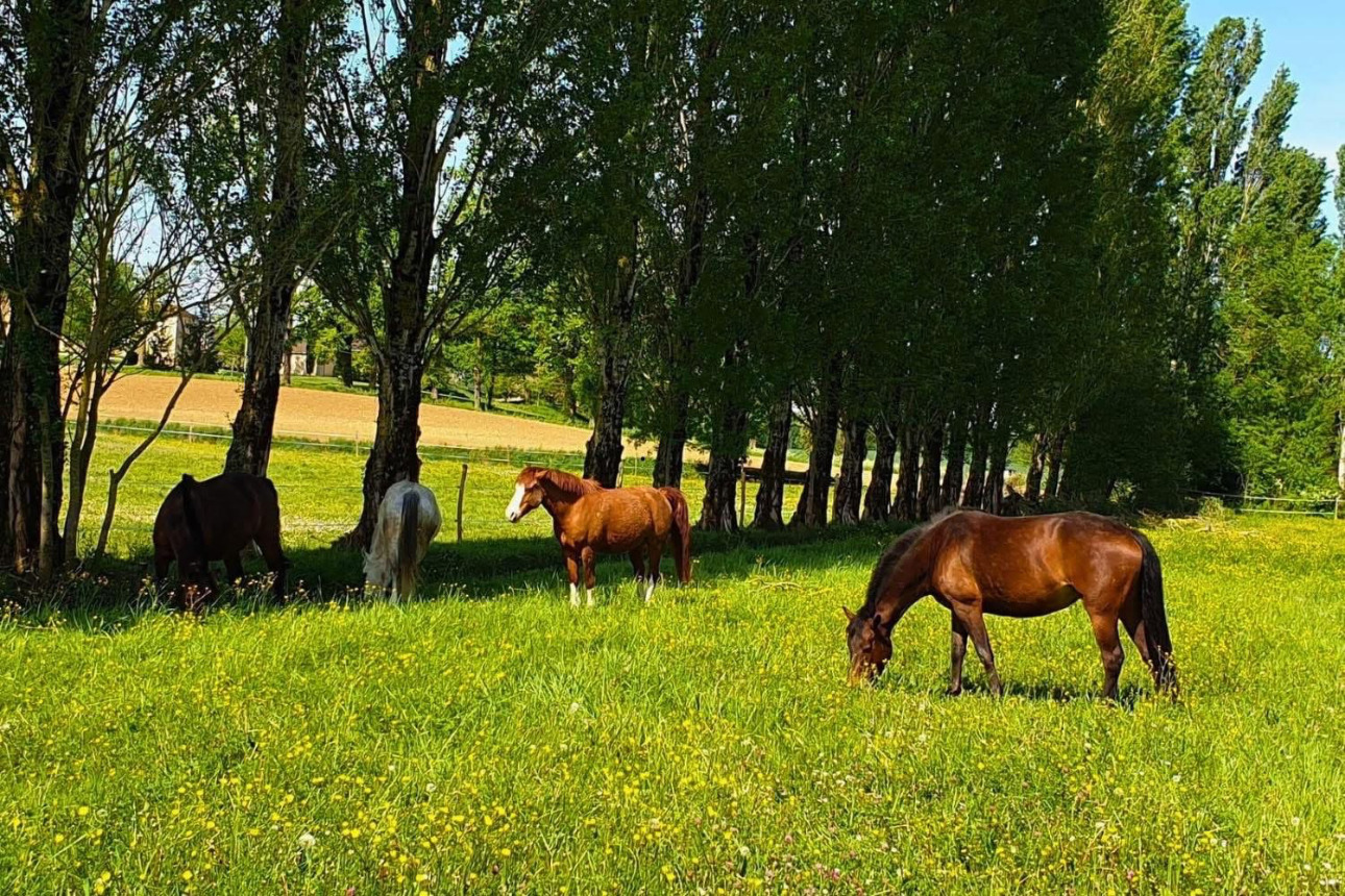 Photos 1 - Équestre - Propriété équestre en activité de 20 hectares