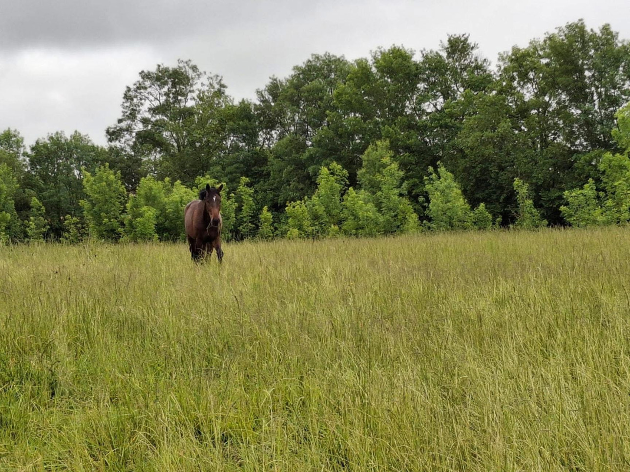 Photos 13 - Équestre - Propriété équestre en activité de 20 hectares