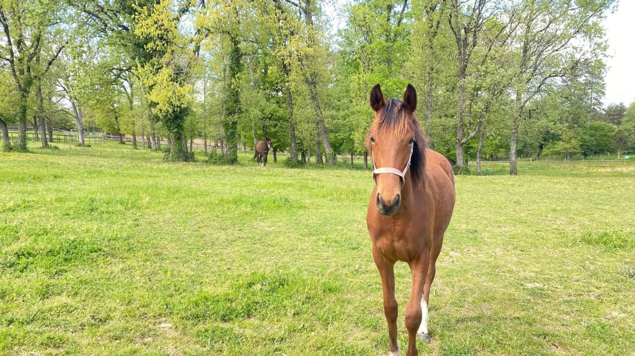 Photos 10 - Équestre - Domaine d'exception niché au coeur de 15 hectares soigneusement aménagés