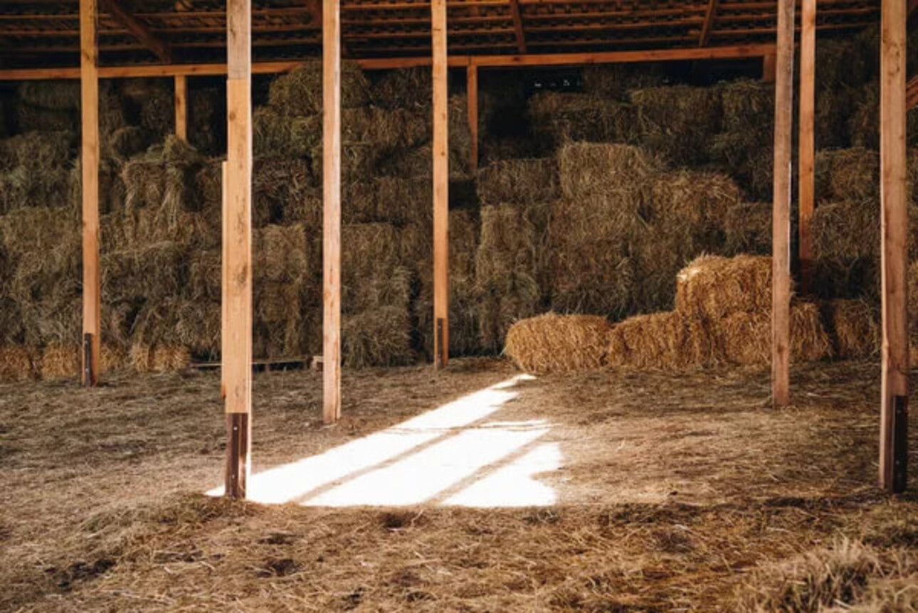 Comment protéger ses dépendances agricoles des rats ?