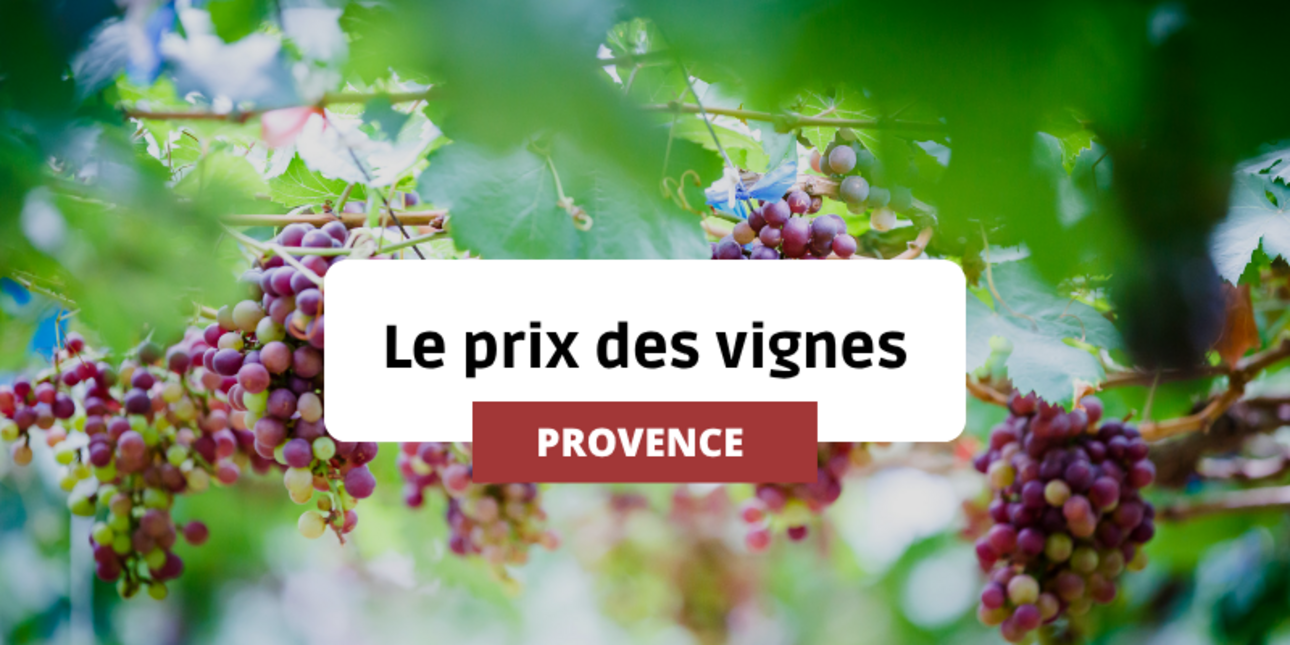 Le Prix des vignes en Provence