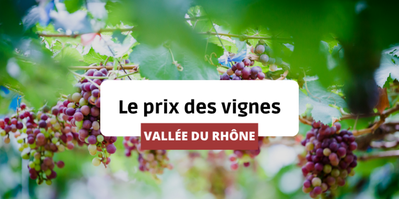 Vine prices in the Rhône Valley