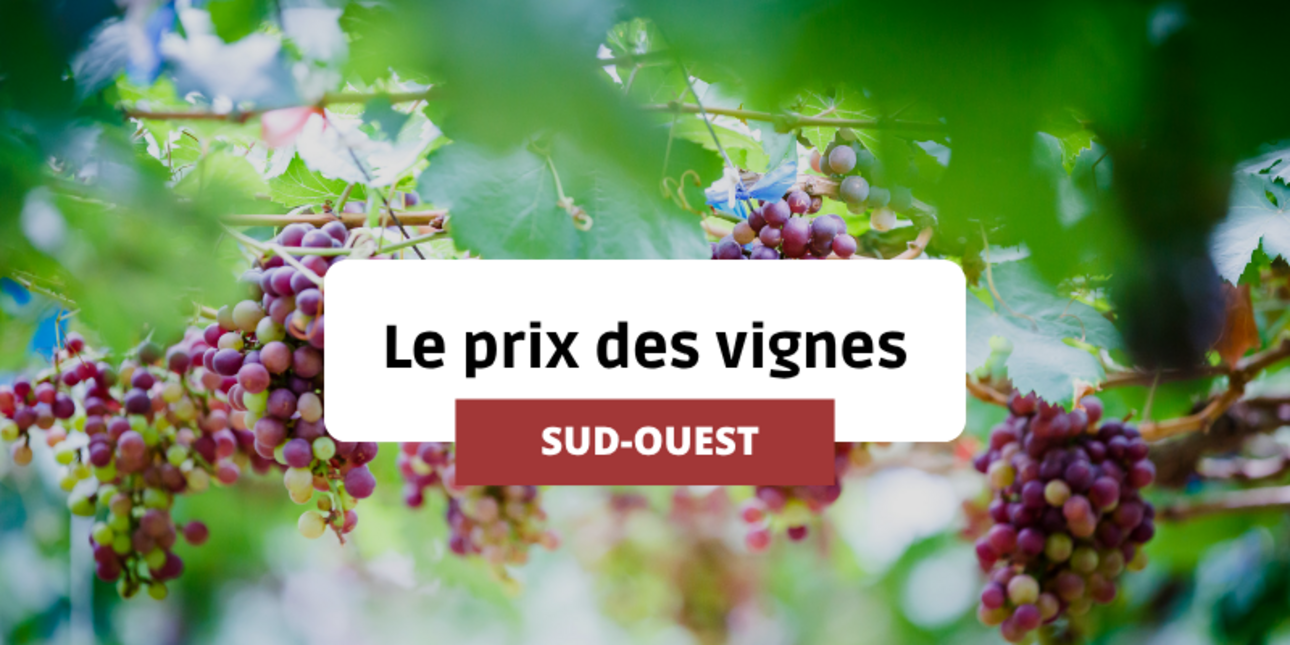 The price of vines in the South West since 1991